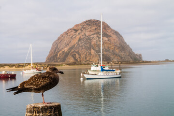 Obraz premium Herring Gull (Larus argentatus) With Morro Rock in the Distance,Morro Bay, California, USA
