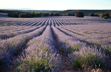 un precioso campo de lavanda