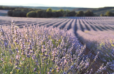 Fototapeta premium un precioso campo de lavanda