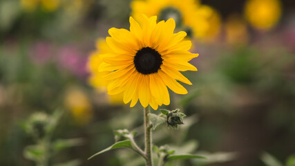 Pretty sunflower