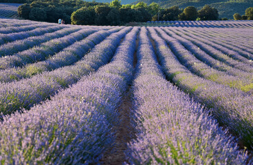 un precioso campo de lavanda