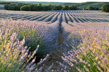 un precioso campo de lavanda