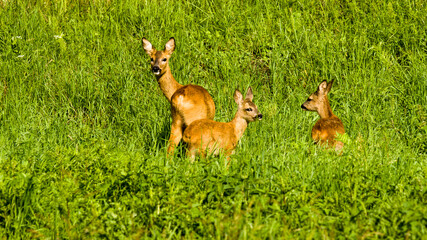 roe deer in grass with kids © Harald