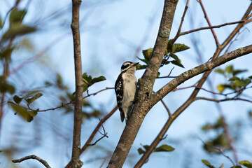 Fototapeta premium The downy woodpecker perched on a branch of a bush
