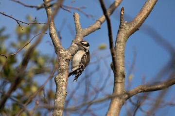 The downy woodpecker perched on a branch of a bush