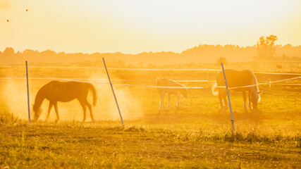 Horses grazing on summer meadow at sunset.