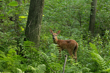 Naklejka na ściany i meble Young white tailed deer, fawn in the summer forest