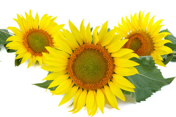 Sunflower isolated on white background. Natural background. Sunflower blooming. Close-up of sunflower