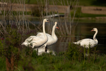 Mute swan standing in shallow water.