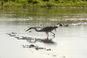 Great blue heron on the hunt
