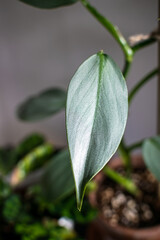 Philodendron silver sword (philodendron hastatum) houseplant in a terracotta pot on a dark background. Close-up on a plant with silvery shiny foliage.