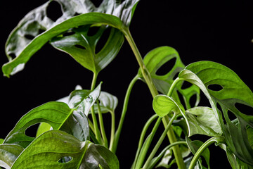 Swiss cheese plant (monstera adansonii) on a dark background. Beautiful tropical houseplant detail.