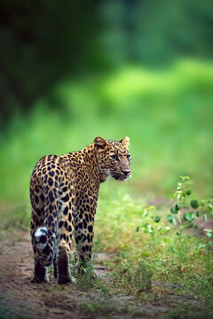 
Leopard in its habitat
