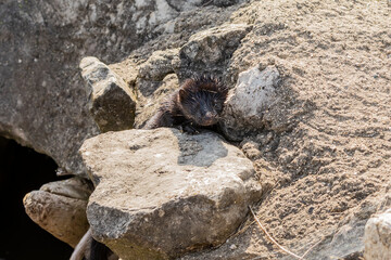 The American mink between the stones on the lake embankment