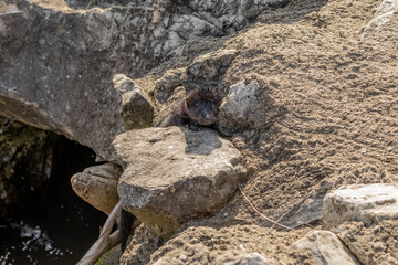 The American mink between the stones on the lake embankment