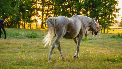 Obraz na płótnie Canvas Horses grazing on summer meadow at sunset.