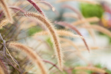 close up of grass