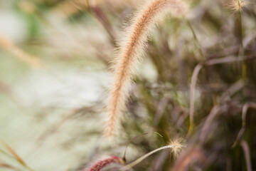 close up of grass