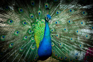 Obraz premium Close up of a beautiful Indian male peacock bird showing his colorful feather tail.