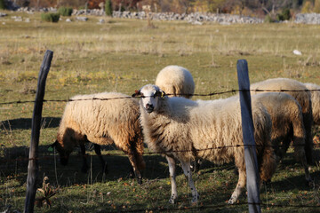 Obraz premium sheep in the field