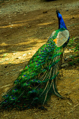 Obraz premium Beautiful Indian male peacock bird showing his colorful long feather tail. View from the backside.