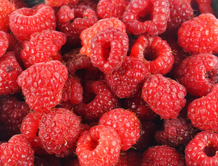 fresh red raspberry as food background