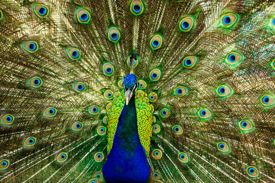 Close up of a beautiful Indian male peacock bird showing his colorful feather tail.