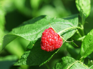 single raspberry growing on the branch
