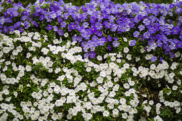 blue and white flowers