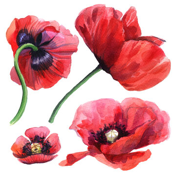 Set of hand painted watercolor poppy flowers