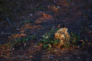 sunset in the forest bokeh background countryside 