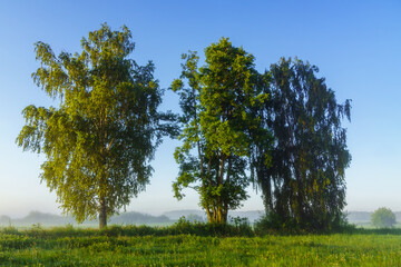 Letni poranek z mgłami w Dolinie Narwi,Podlasie ,Polska © podlaski49