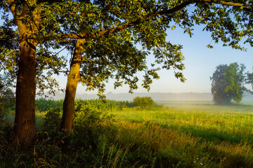 Letni poranek z mgłami w Dolinie Narwi,Podlasie ,Polska © podlaski49