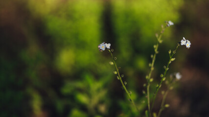 morning dew on the grass
