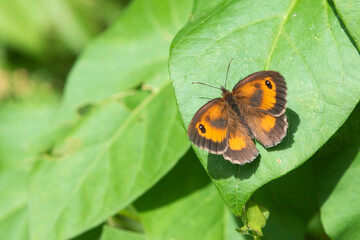 Fototapeta na wymiar Gatekeeper Butterfly On Leaf.