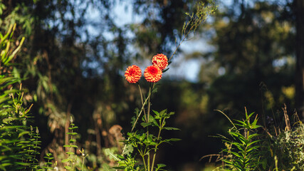 red poppy flower
