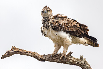 Martial Eagle