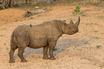 Obraz premium Black Rhino