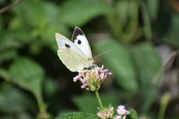 butterfly on a flower