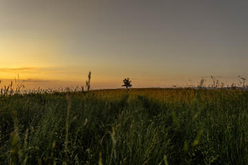 Lone tree captured in beautiful sunrise scenery in summer