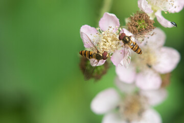 Marmalade Hoverflys On Blossom.