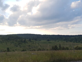 forest in the mountains