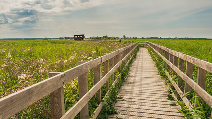 Fototapeta na wymiar Footbridge in Narew National Park in Poland.