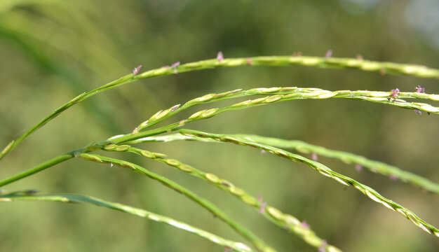 Digitaria Images – Parcourir 29,763 le catalogue de photos, vecteurs et ...