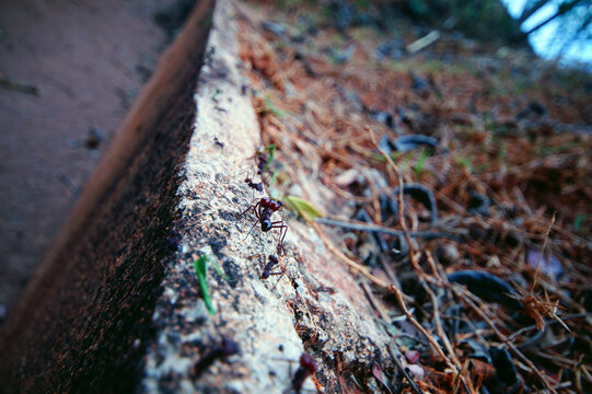 Ants Carrying Leaves