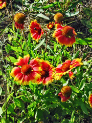 The colors of summer.Composition 15.