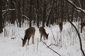 deer in snow