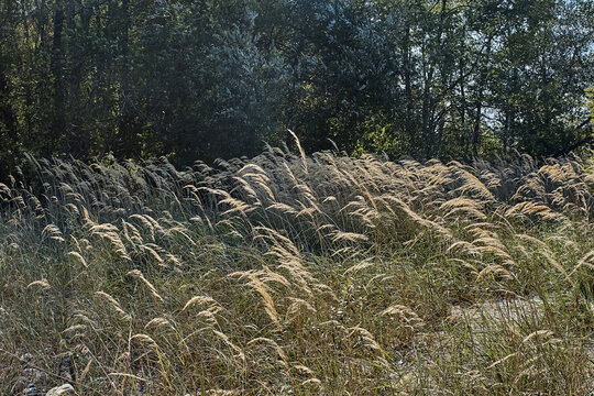 Wild Field Near Forest At Mid Day Sun