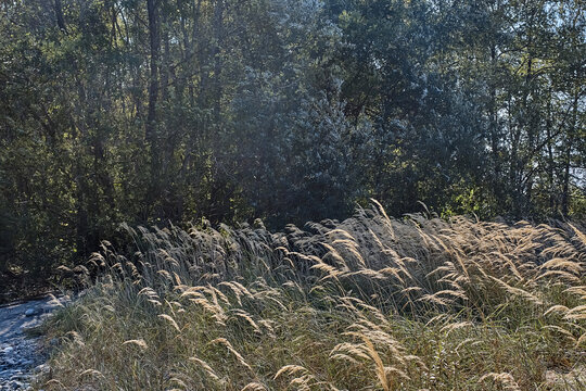 Wild Field Near Forest At Mid Day Sun