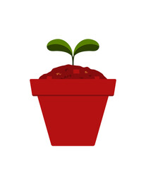 plant in pot